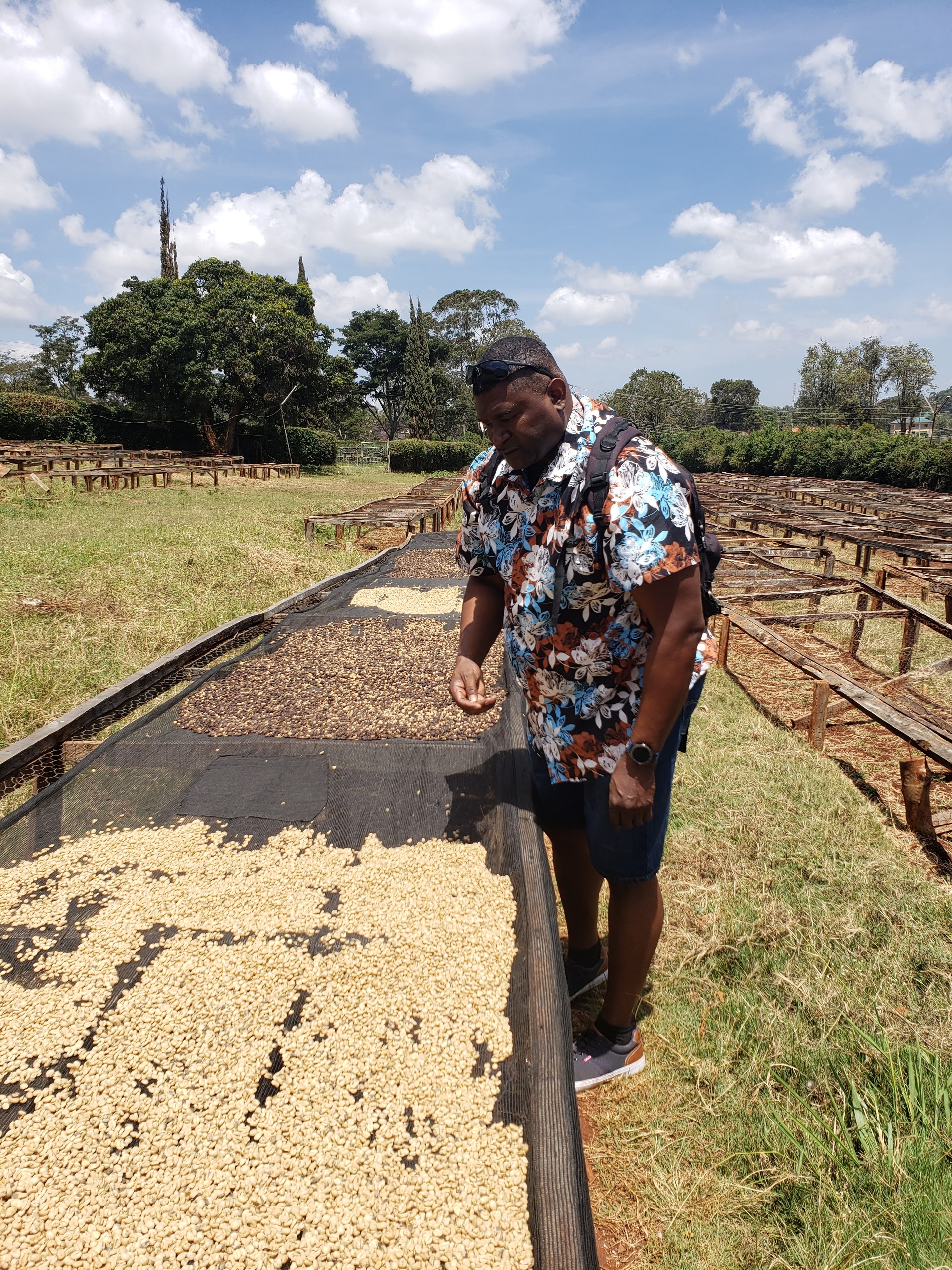 African coffee farmer holding freshly harvested coffee cherries